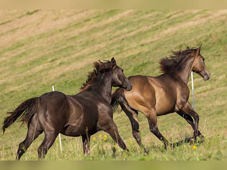 American Quarter Horse Hengst 1 Jaar 152 cm Buckskin in Nördlingen