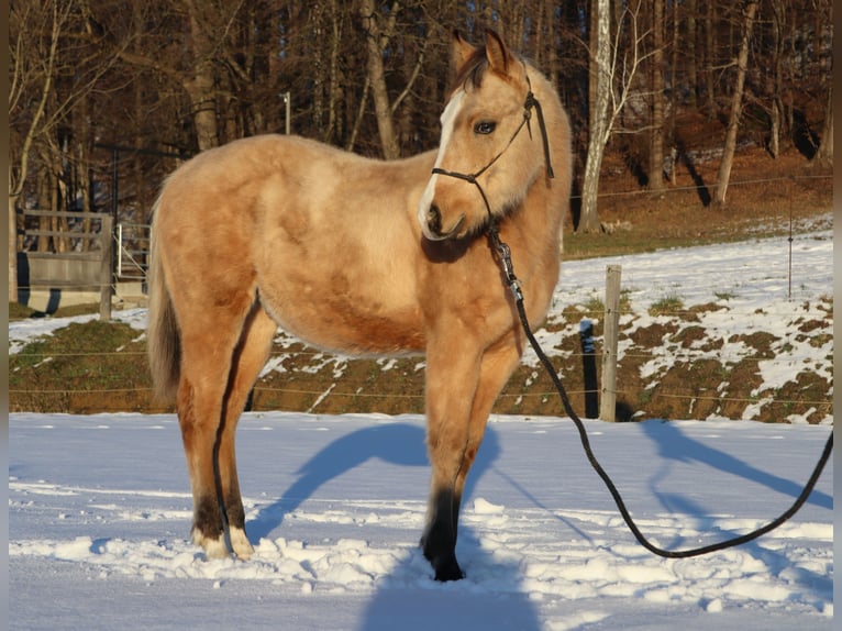 American Quarter Horse Hengst 1 Jaar 152 cm Buckskin in Ptuj