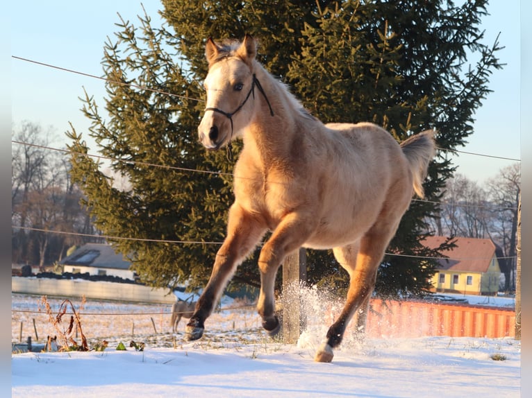 American Quarter Horse Hengst 1 Jaar 152 cm Buckskin in Ptuj