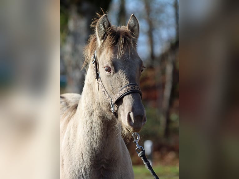 American Quarter Horse Hengst 1 Jaar 152 cm Champagne in Hellenthal