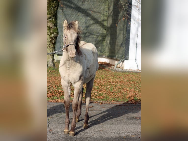 American Quarter Horse Hengst 1 Jaar 152 cm Champagne in Hellenthal