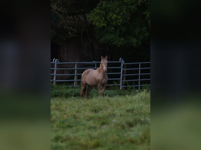 American Quarter Horse Hengst 1 Jaar 152 cm Champagne in Weinähr