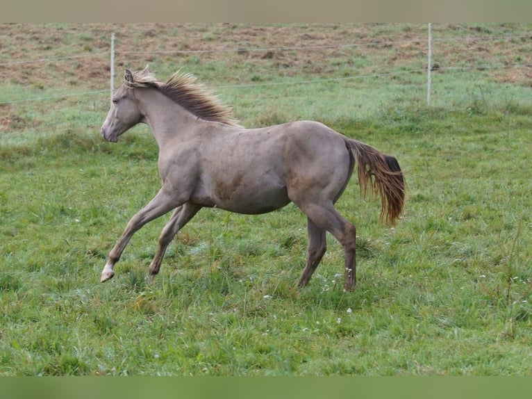 American Quarter Horse Hengst 1 Jaar 152 cm Champagne in Weinähr