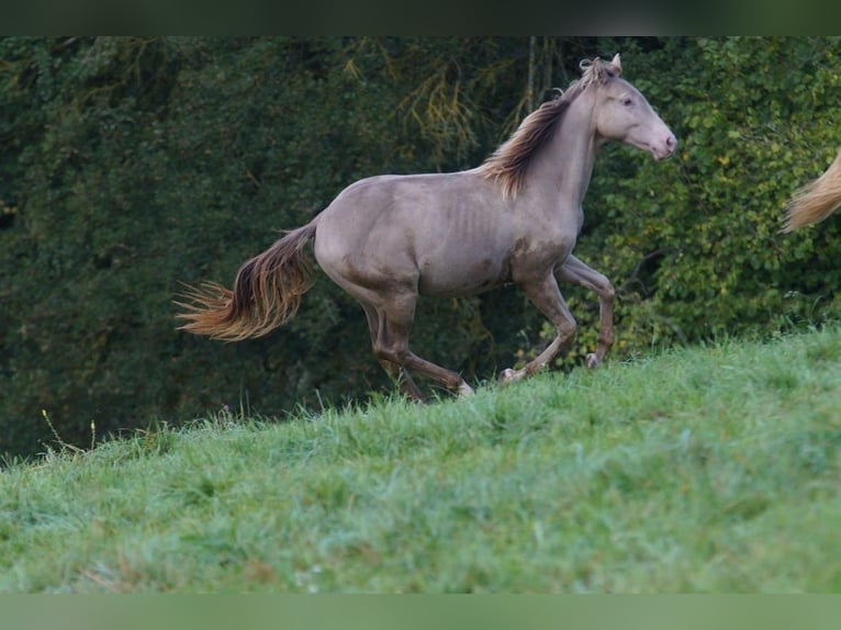 American Quarter Horse Hengst 1 Jaar 152 cm Champagne in Weinähr