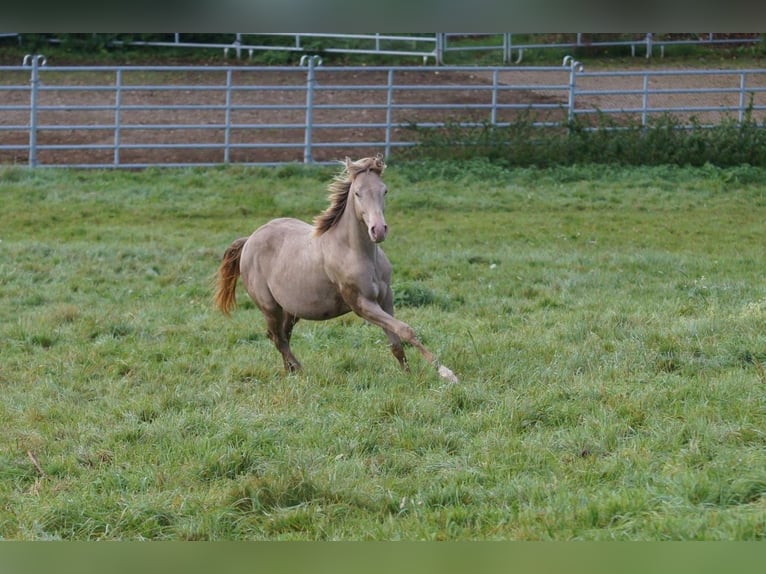 American Quarter Horse Hengst 1 Jaar 152 cm Champagne in Weinähr