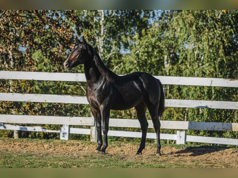 American Quarter Horse Hengst 1 Jaar 152 cm Donkerbruin in Skrzyszów