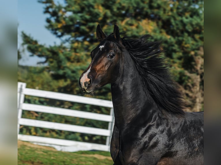 American Quarter Horse Hengst 1 Jaar 152 cm Donkerbruin in Skrzyszów