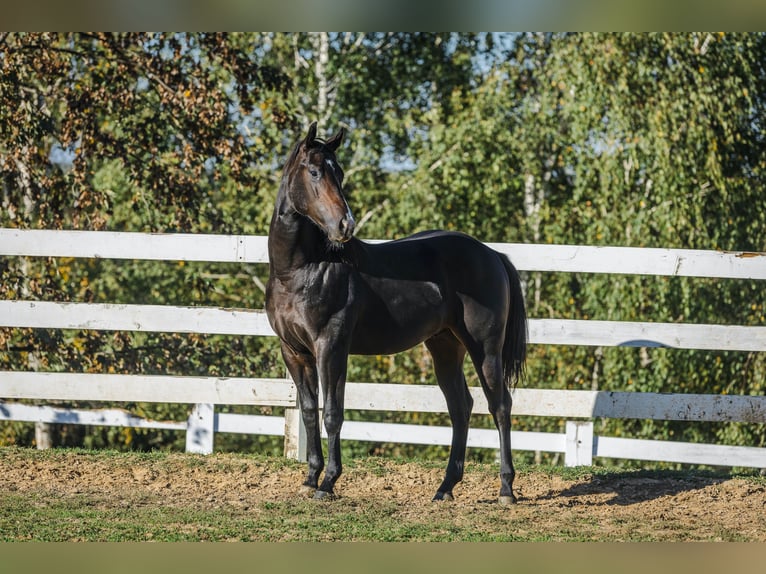 American Quarter Horse Hengst 1 Jaar 152 cm Donkerbruin in Skrzyszów