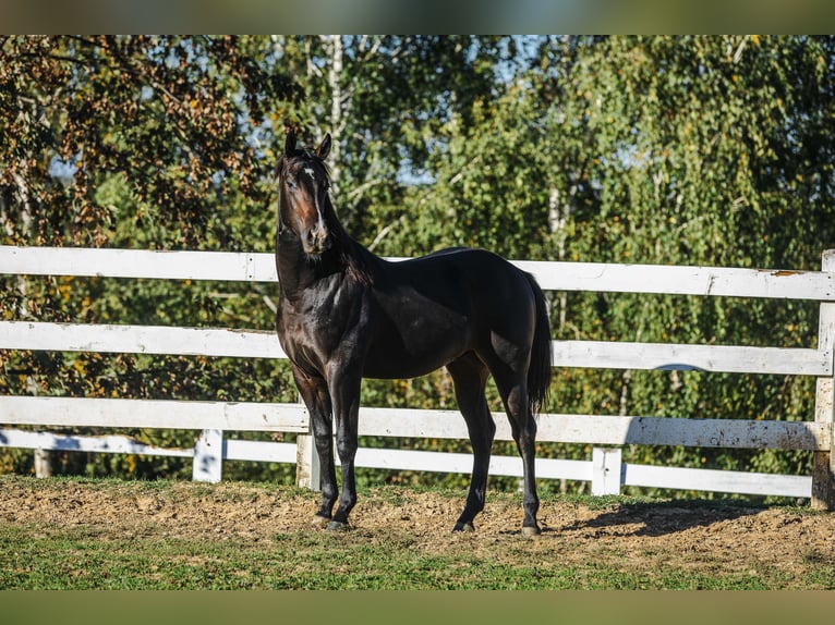 American Quarter Horse Hengst 1 Jaar 152 cm Donkerbruin in Skrzyszów