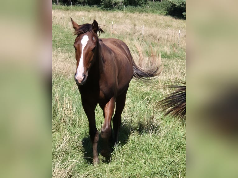 American Quarter Horse Hengst 1 Jaar 152 cm Donkere-vos in Aldingen