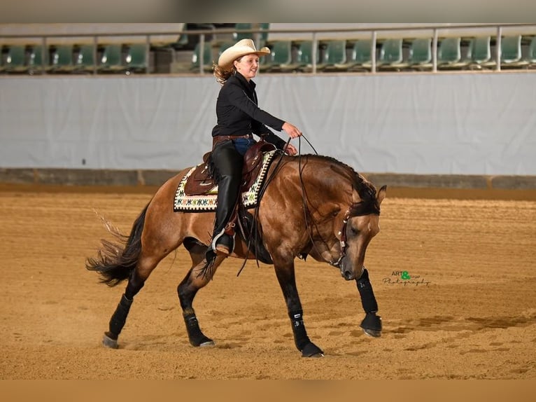 American Quarter Horse Hengst 1 Jaar 152 cm Donkere-vos in Aldingen