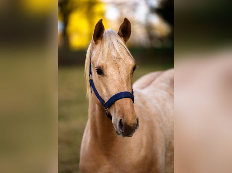 American Quarter Horse Hengst 1 Jaar 152 cm Palomino in Clausthal-Zellerfeld