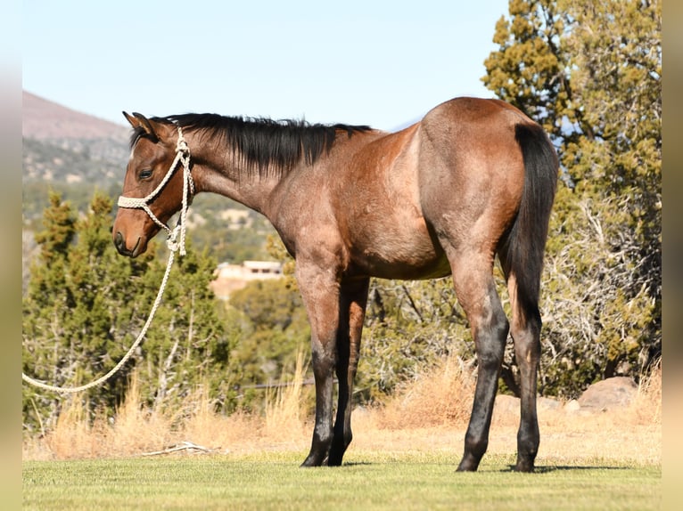 American Quarter Horse Hengst 1 Jaar 152 cm Roan-Bay in Congress