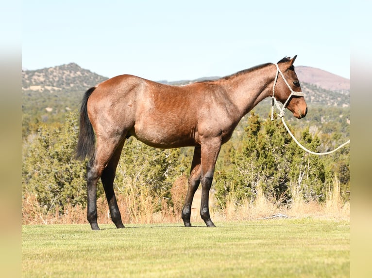 American Quarter Horse Hengst 1 Jaar 152 cm Roan-Bay in Congress