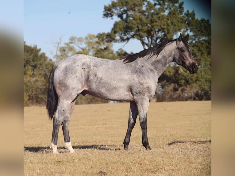 American Quarter Horse Hengst 1 Jaar 152 cm Roan-Blue in Grand Saline