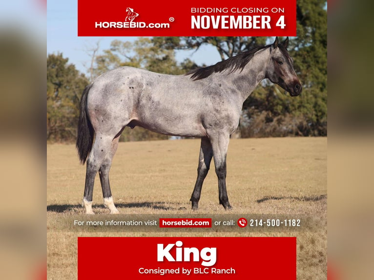 American Quarter Horse Hengst 1 Jaar 152 cm Roan-Blue in Grand Saline