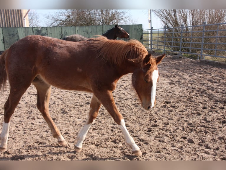 American Quarter Horse Hengst 1 Jaar 152 cm Vos in Langenbach