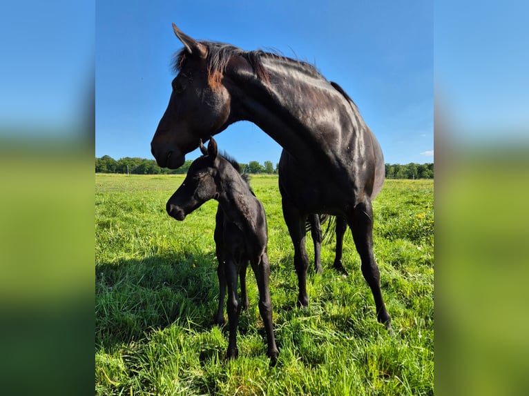 American Quarter Horse Hengst 1 Jaar 152 cm Zwart in Mücke