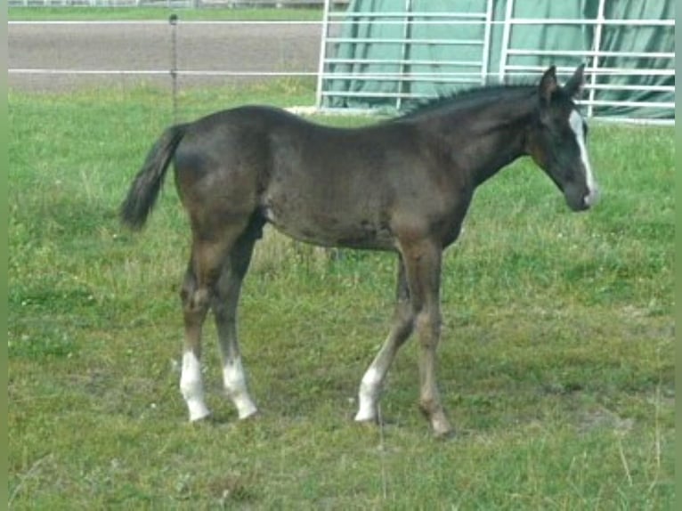 American Quarter Horse Hengst 1 Jaar 152 cm Zwart in Steyerberg