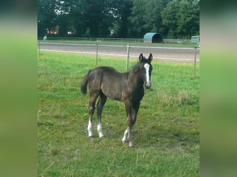 American Quarter Horse Hengst 1 Jaar 152 cm Zwart in Steyerberg