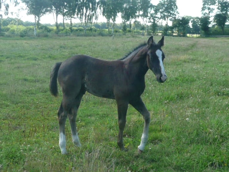 American Quarter Horse Hengst 1 Jaar 152 cm Zwart in Steyerberg