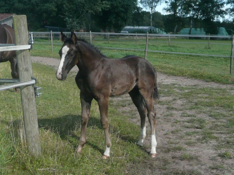 American Quarter Horse Hengst 1 Jaar 152 cm Zwart in Steyerberg