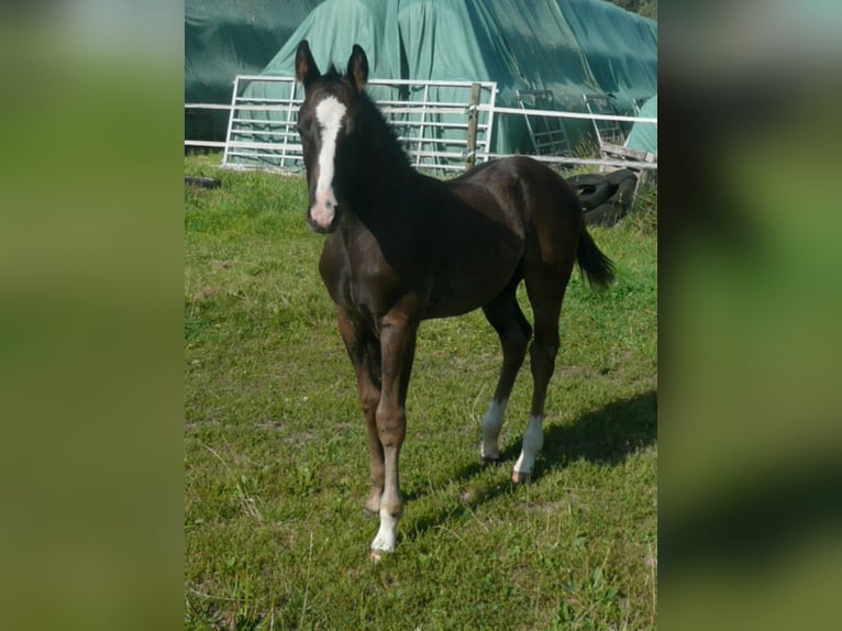 American Quarter Horse Hengst 1 Jaar 152 cm Zwart in Steyerberg