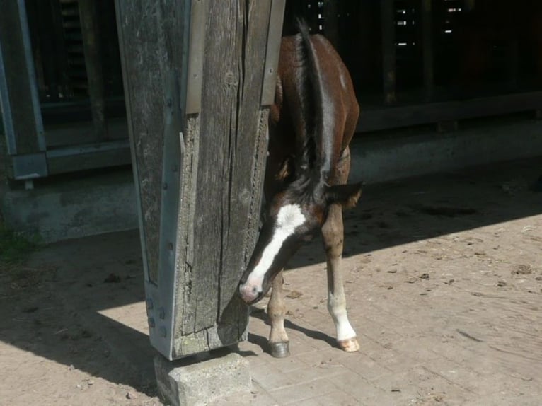 American Quarter Horse Hengst 1 Jaar 152 cm Zwart in Steyerberg