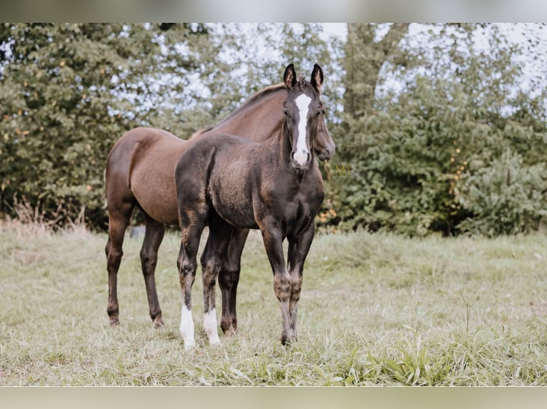 American Quarter Horse Hengst 1 Jaar 152 cm Zwart in Steyerberg