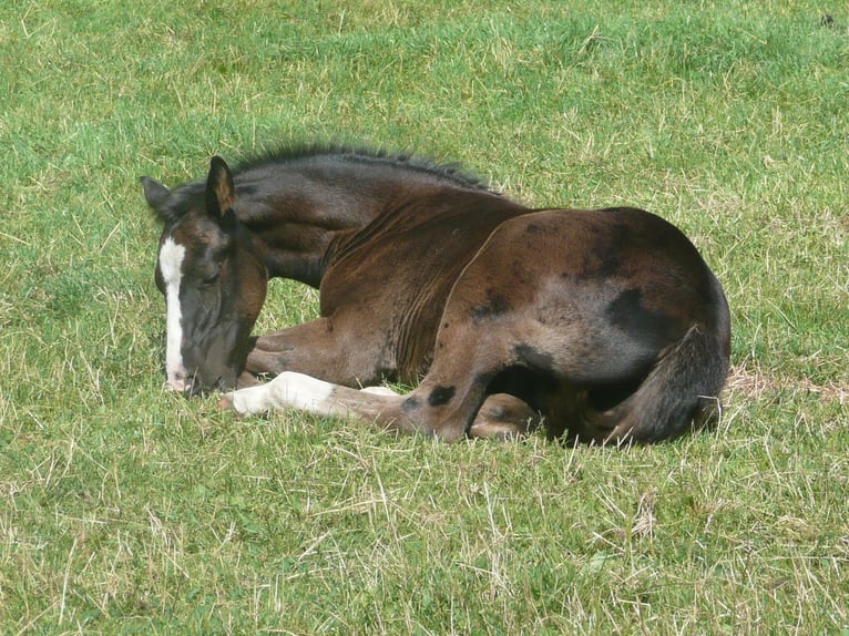 American Quarter Horse Hengst 1 Jaar 152 cm Zwart in Steyerberg