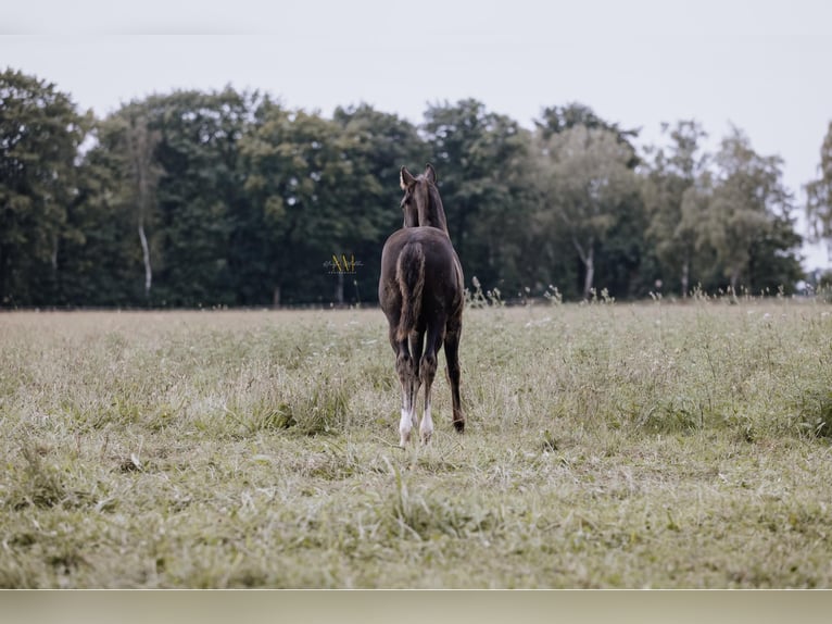 American Quarter Horse Hengst 1 Jaar 152 cm Zwart in Steyerberg