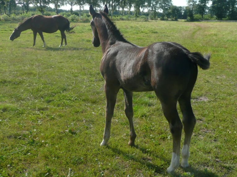 American Quarter Horse Hengst 1 Jaar 152 cm Zwart in Steyerberg