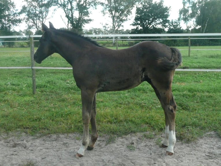 American Quarter Horse Hengst 1 Jaar 152 cm Zwart in Steyerberg