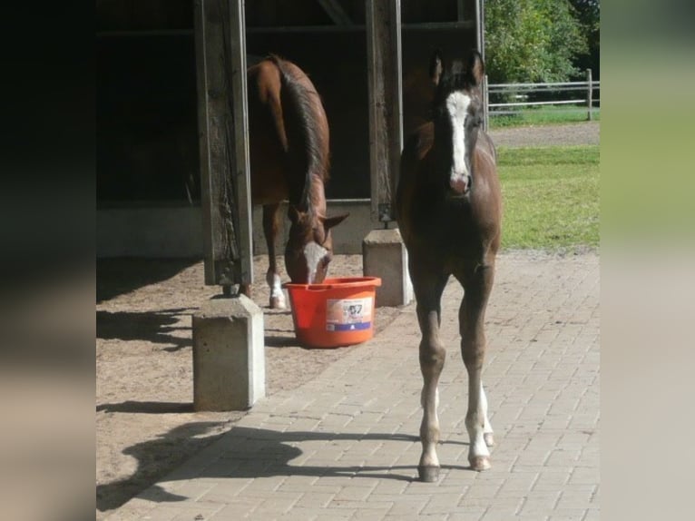 American Quarter Horse Hengst 1 Jaar 152 cm Zwart in Steyerberg