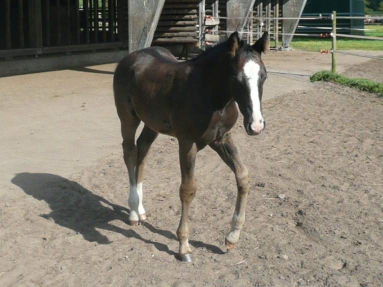 American Quarter Horse Hengst 1 Jaar 152 cm Zwart in Steyerberg