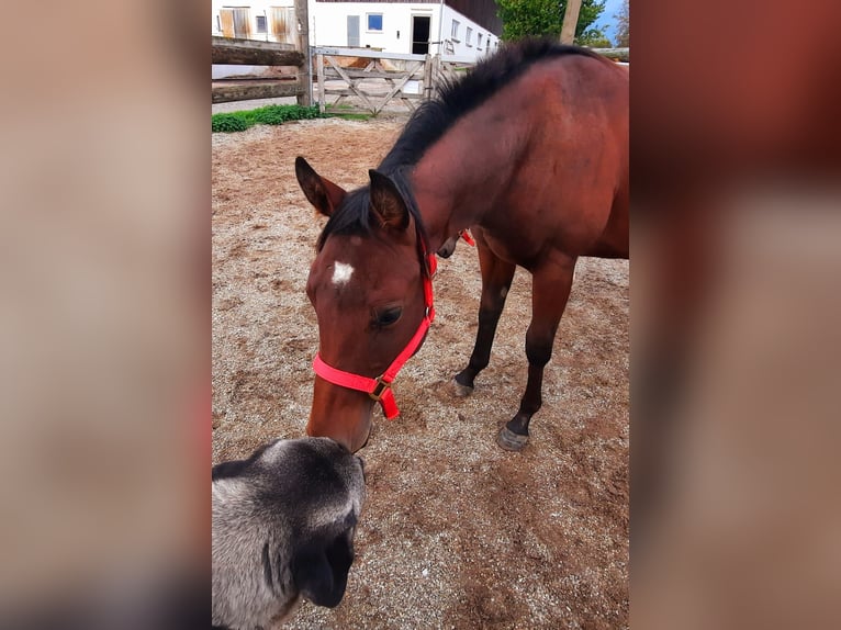 American Quarter Horse Hengst 1 Jaar 153 cm Bruin in St. Aegidi