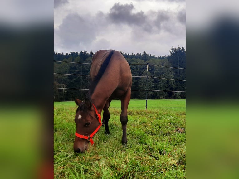 American Quarter Horse Hengst 1 Jaar 153 cm Bruin in St. Aegidi