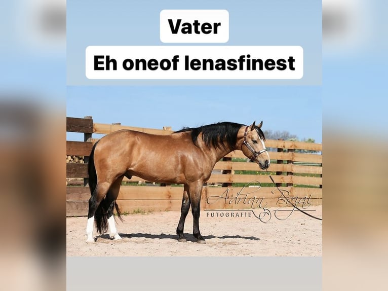 American Quarter Horse Hengst 1 Jaar 153 cm Buckskin in Welzheim