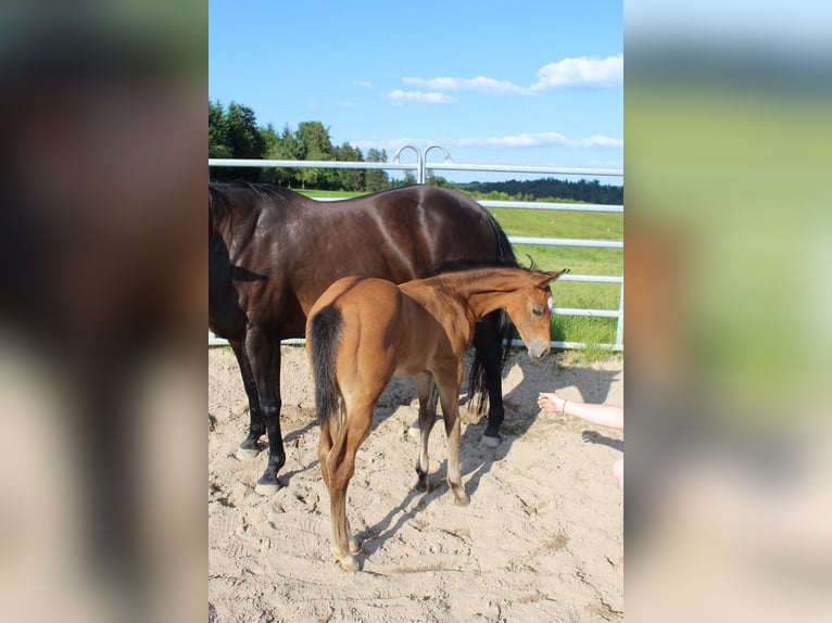 American Quarter Horse Hengst 1 Jaar 153 cm Buckskin in Welzheim