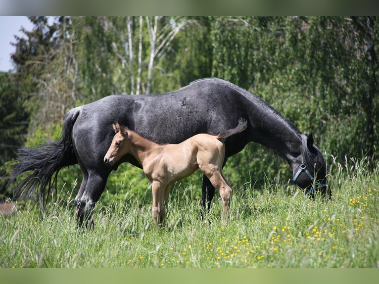 American Quarter Horse Hengst 1 Jaar 153 cm Buckskin in Langenbach