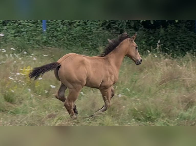 American Quarter Horse Hengst 1 Jaar 153 cm Buckskin in Langenbach