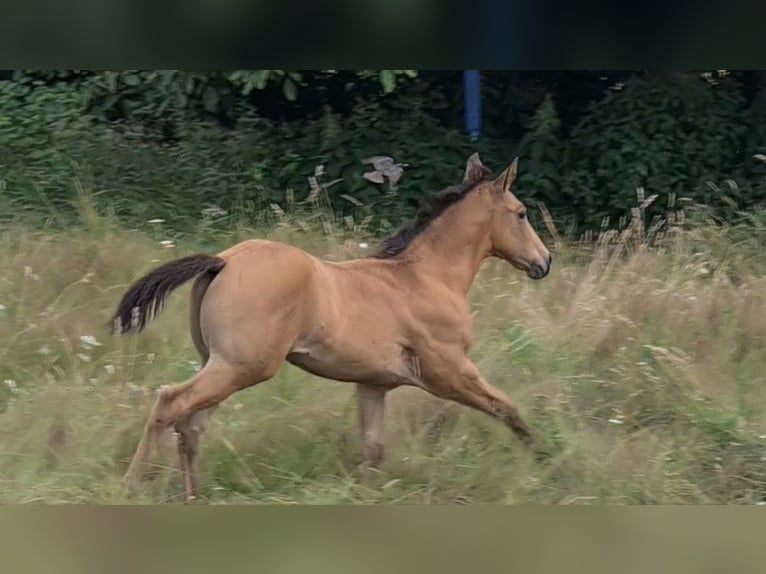 American Quarter Horse Hengst 1 Jaar 153 cm Buckskin in Langenbach