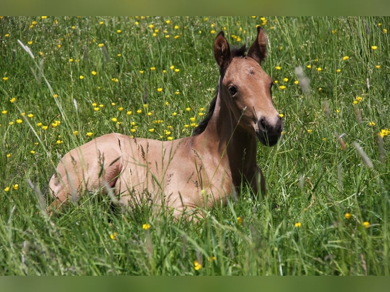 American Quarter Horse Hengst 1 Jaar 153 cm Buckskin in Langenbach