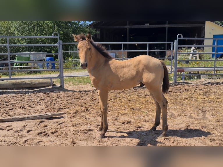 American Quarter Horse Hengst 1 Jaar 153 cm Buckskin in Langenbach