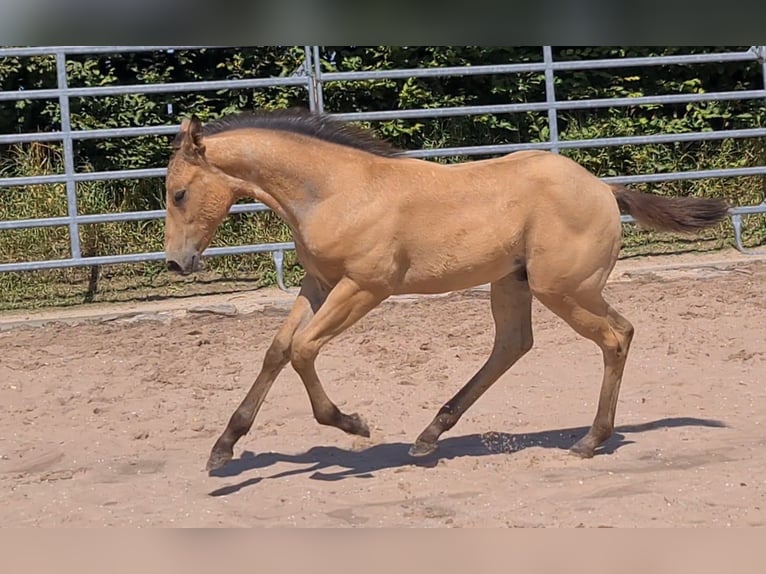 American Quarter Horse Hengst 1 Jaar 153 cm Buckskin in Langenbach