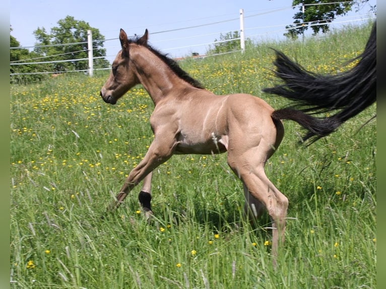 American Quarter Horse Hengst 1 Jaar 153 cm Buckskin in Langenbach