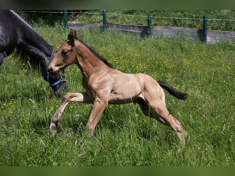 American Quarter Horse Hengst 1 Jaar 153 cm Buckskin in Langenbach