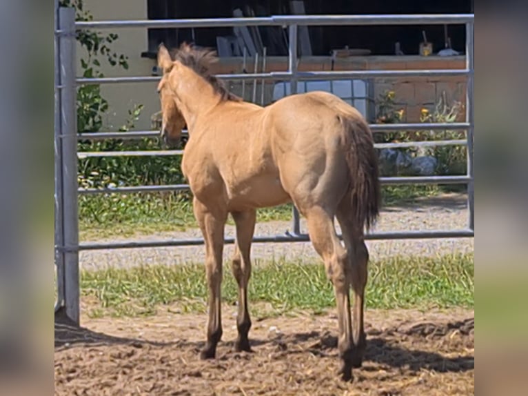 American Quarter Horse Hengst 1 Jaar 153 cm Buckskin in Langenbach