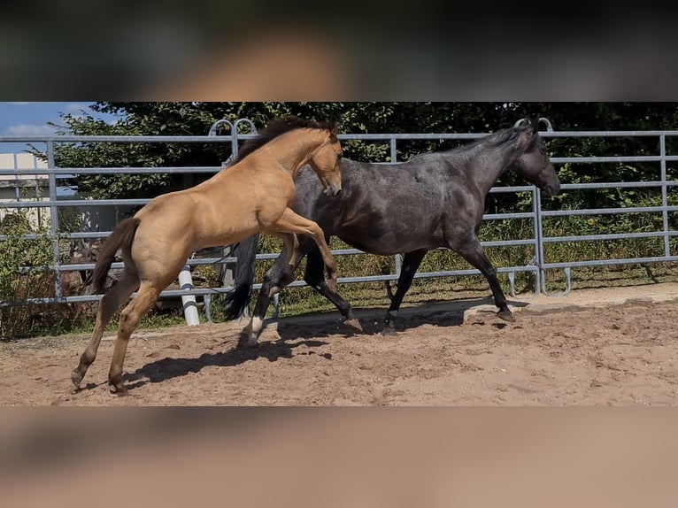 American Quarter Horse Hengst 1 Jaar 153 cm Buckskin in Langenbach