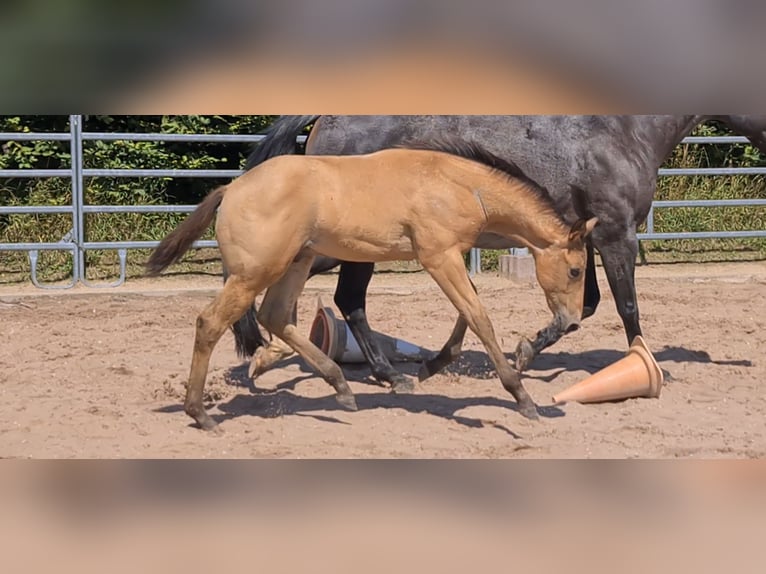 American Quarter Horse Hengst 1 Jaar 153 cm Buckskin in Langenbach